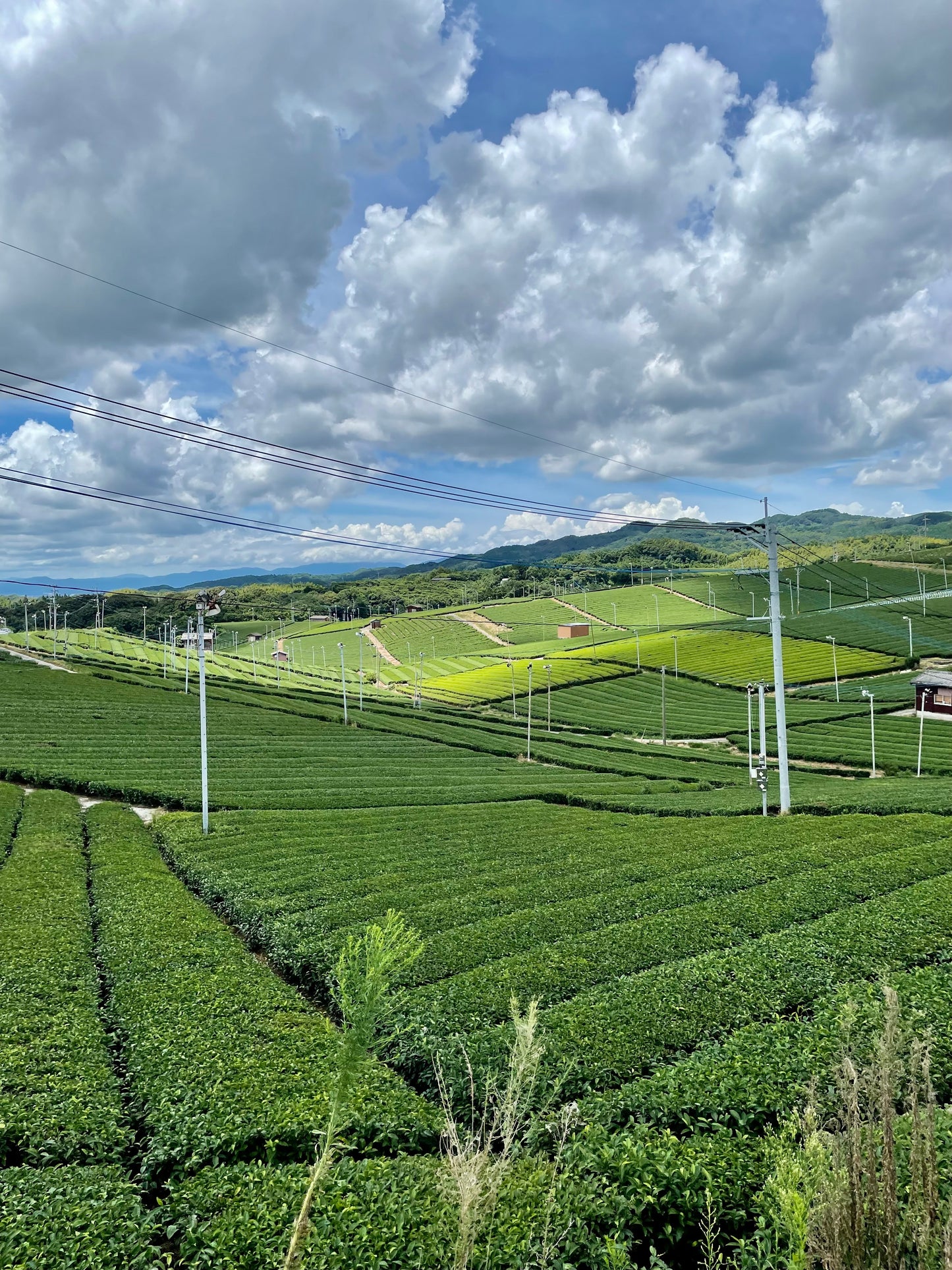 Yame Tea and Traditional Crafts Tour